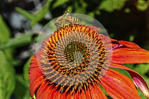 Honey Bee Orange Coneflower Blooming Macro