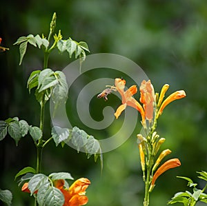 The honey bee and the orange flower
