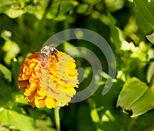 Honey bee on orange yellow flower left side dominate late summer with pollen sacs on legs-3448