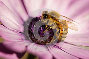 Honey Bee on Osteospermum Cape daisy purple flower