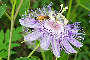 Honey bee on passion flower