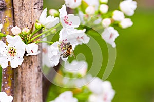 Honey bee on Pear Blossom with green background