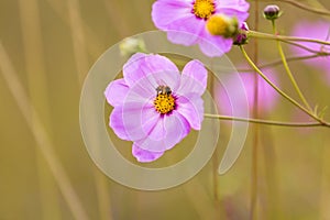 Honey bee on pink cosmos flower