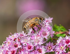 Honey bee on the pink flower