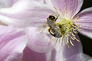 Honey bee on pink flower