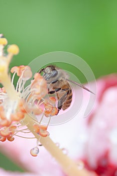 a Honey bee and pink flower, background, insect