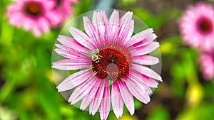 Honey bee on a pink flower collecting nectar. Macro shot of the insect in summer