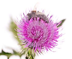 Honey bee on pink flower.