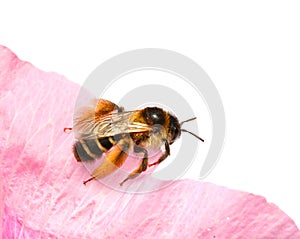 Honey bee on Pink flower isolated on white background