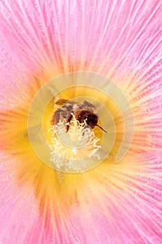 Honey bee on Pink flower isolated on white background