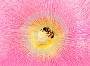 Honey bee on Pink flower isolated on white background