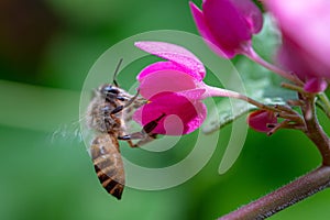 a honey bee and a pink flower from the side of view perspective