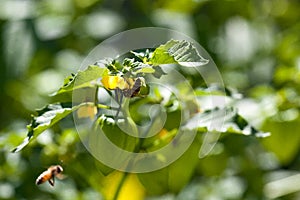 Honey Bee on a Plant