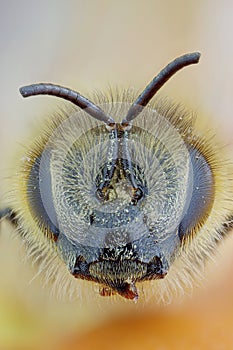 Honey bee with polen photo