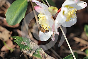 Polinator on flower photo
