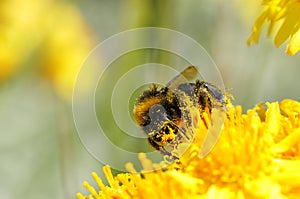 Honey bee and pollen