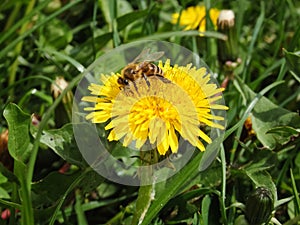 A honey bee in pollen collects nectar on a yellow spring dandelion flower. Pollination of plants is an example. The simple beauty