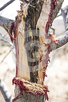 Honey and bee pollen inside a tree