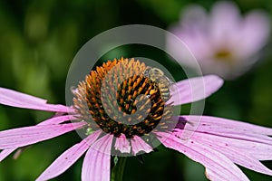 Honey bee with pollen pellets feeding on Echinacea flower.