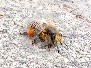 Honey Bee with pollen resting on warm ground