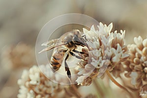 Honey bee pollenates a yellow flower