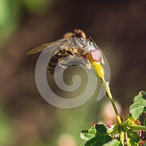 Honey bee pollinate pink flower in the spring meadow. Seasonal natural scene.