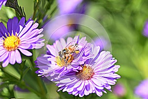 Honey bee pollinate purple flowers micro photo