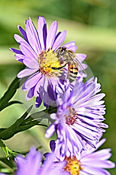 Honey bee pollinate purple flowers micro photography