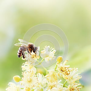 Honey bee pollinate yellow flower, beauty filter