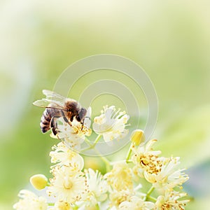 Honey bee pollinate yellow flower, beauty filter photo