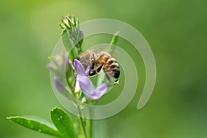 Honey bee pollinates alfalfa flower on natural background