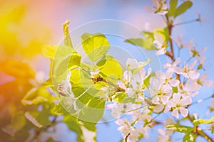 Honey bee pollinates blooming flowers of cherry.