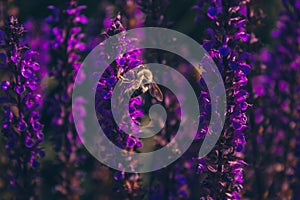 The honey bee pollinates bright purple flowers.