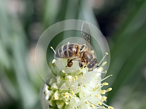 honey bee pollinates flowering onions in the garden