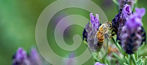 Honey bee pollinates  lavender flower. Close-up and selective focus. Banner
