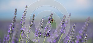 Honey bee pollinates lavender flowers. Plant decay with insects., sunny lavender, Lavender flowers