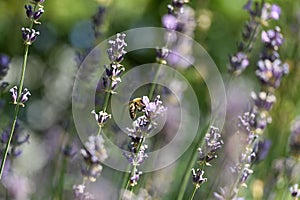 Honey bee pollinates lavender flowers. Plant decay with insects., sunny lavender.