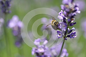 Honey bee pollinates lavender flowers. Plant decay with insects., sunny lavender.