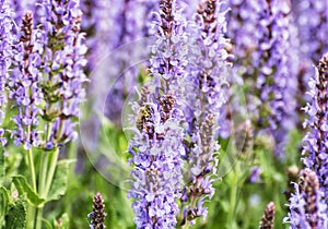 Honey bee pollinates lavender flowers, seasonal natural scene