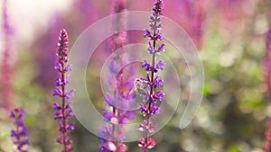 A honey bee pollinates lavender violet flowers in the city park in the summer. A bee drinking the nectar. Background