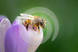 Honey bee pollinates saffron flower, on natural background
