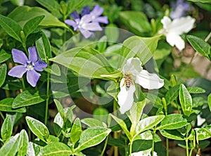 Honey bee pollinates trilliums