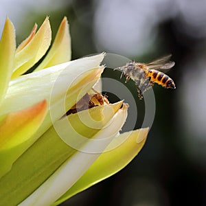 Honey Bee Pollinating