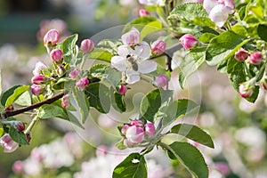 Honey bee pollinating apple blossom. The Apple tree blooms. Spring flowers