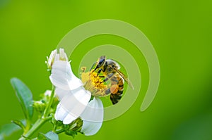 Honey bee pollinating a bidens pilosa flower. insect, honeybee, agriculture, beauty in Nature