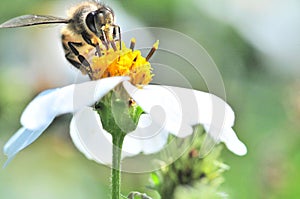 Honey bee pollinating a bidens pilosa flower, insect, honeybee, agriculture, nature