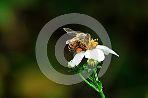 Honey bee pollinating a bidens pilosa flower, insect, honeybee, agriculture, nature