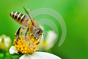 Honey bee pollinating a bidens pilosa flower. insect, honeybee, wild, beauty in Nature