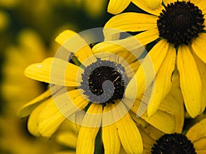 Honey Bee Pollinating on Black-Eyed Susan Flower