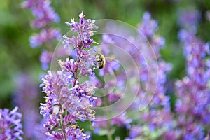 Honey bee pollinating blooming purple catmint, purple and green garden